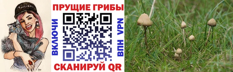 Псилоцибиновые грибы Magic Shrooms  kraken как зайти  Дербент 