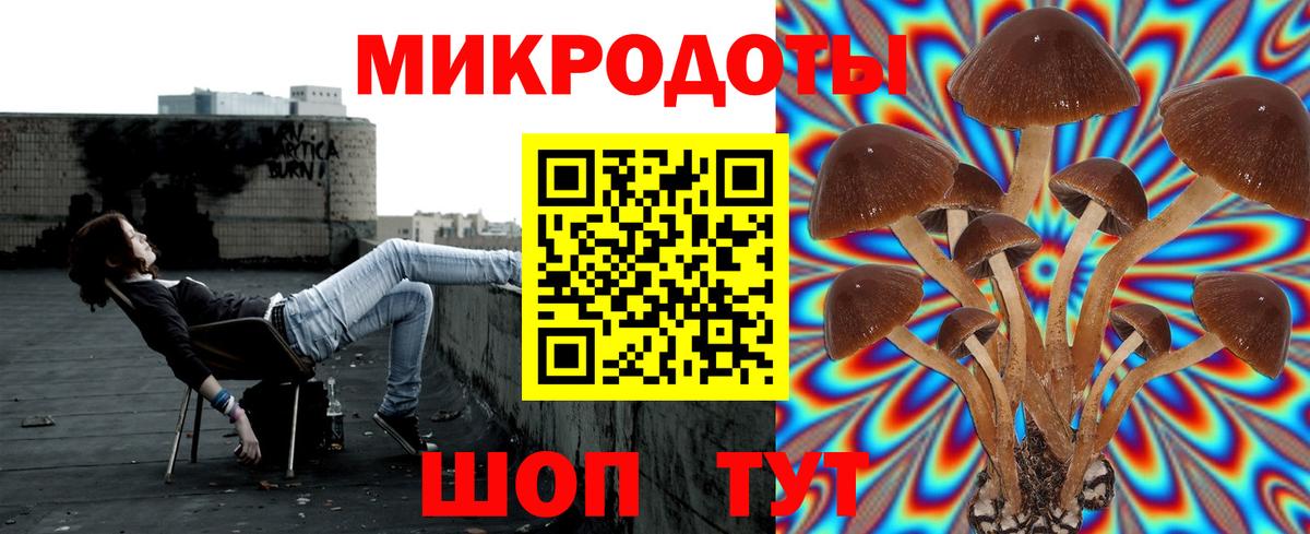 Псилоцибиновые грибы Cubensis Дербент